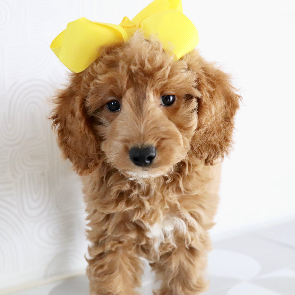 Jules - Available Now