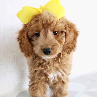 Jules - Available Now