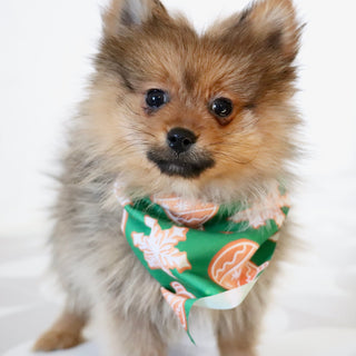 Acton - Available Now