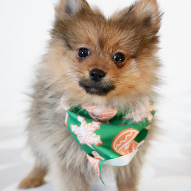 Acton - Available Now