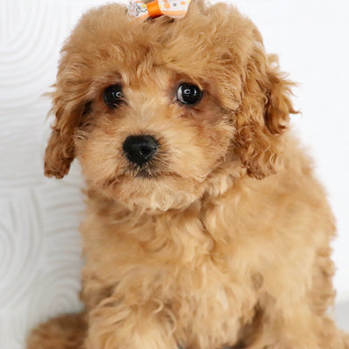 Agatha - Available Now