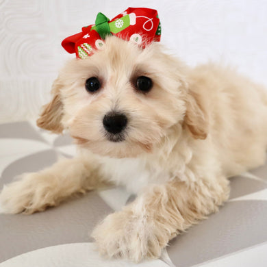 Bailey - Available Now