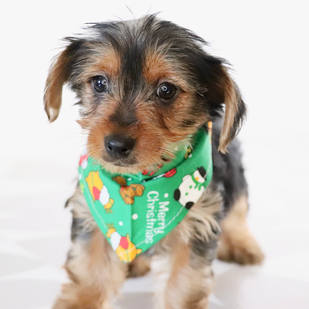 Wanda - Available Now