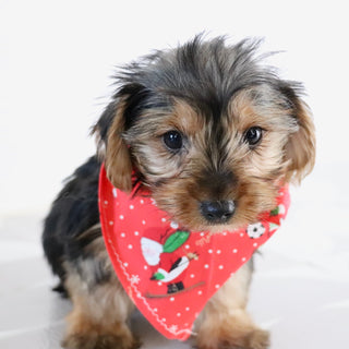 Tegan - Available Now