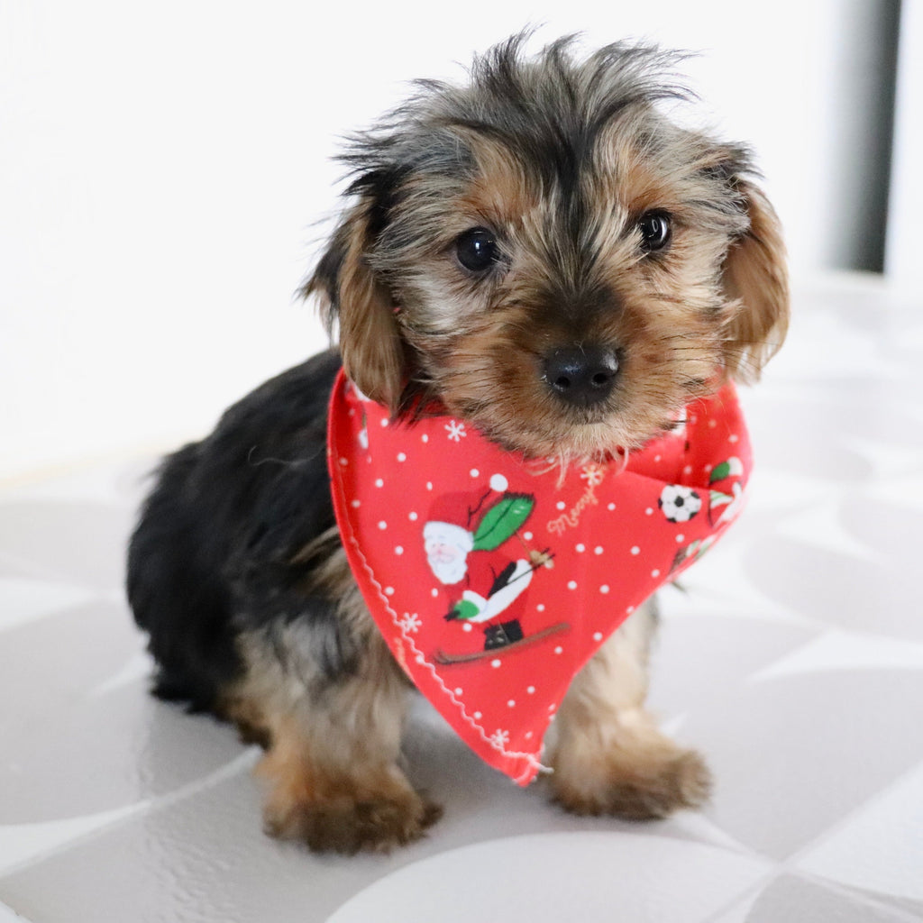 Tegan - Available Now