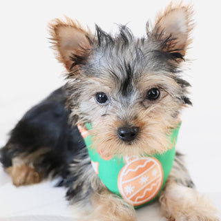 Blossom - Available Now