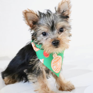 Blossom - Available Now