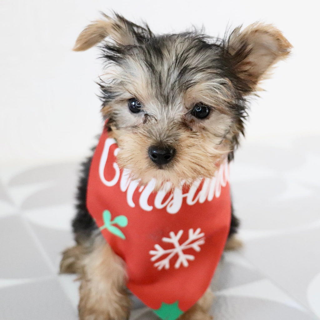 Blanda - Available Now