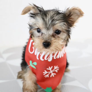 Blanda - Available Now