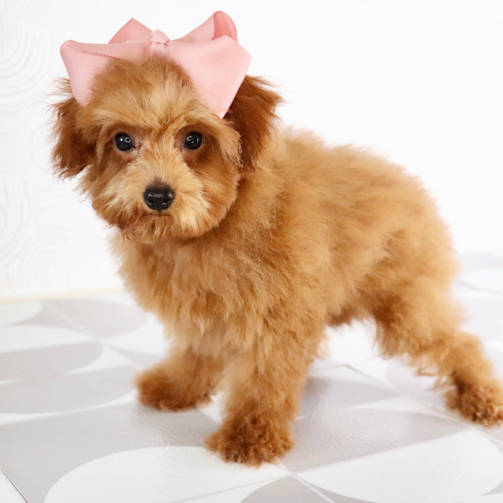 Laina - Available Now