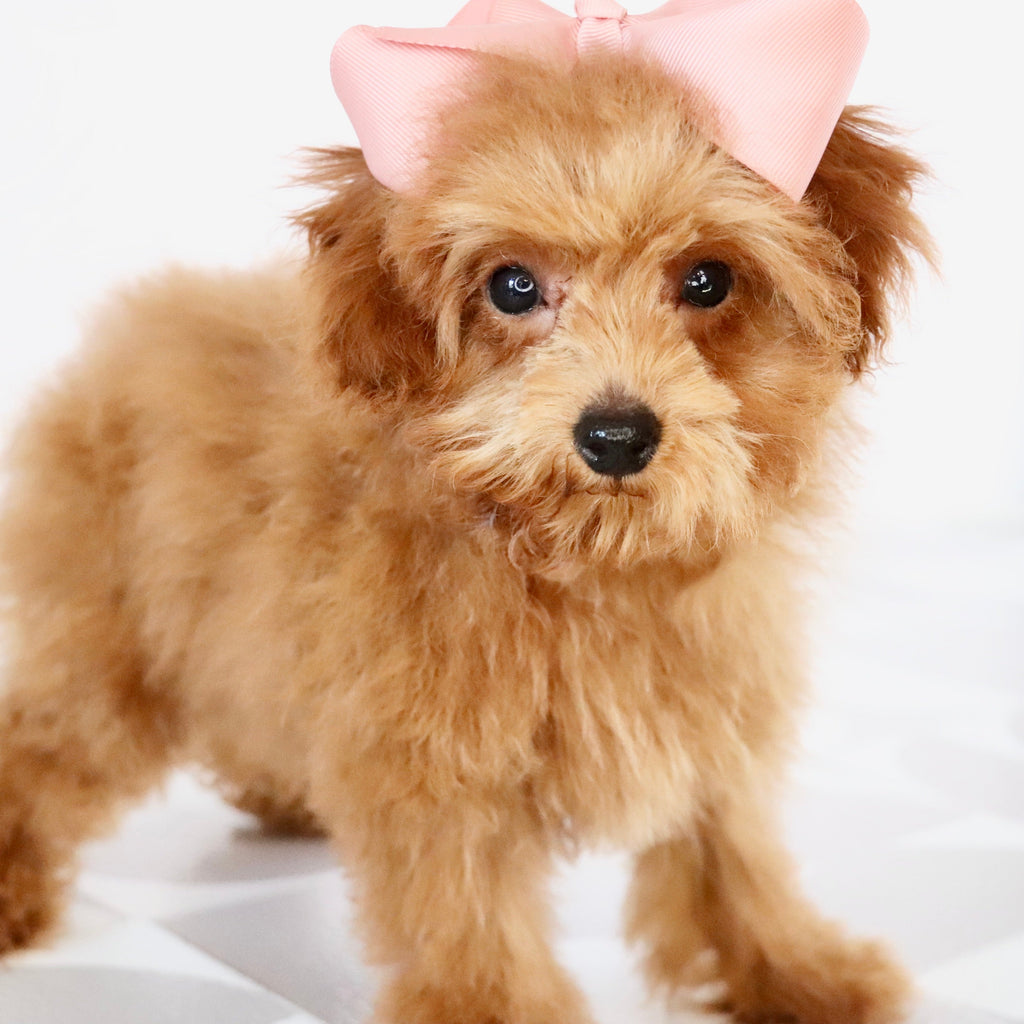 Laina - Available Now