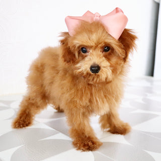 Laina - Available Now