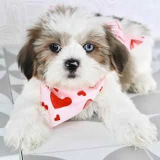 Colin - Available Now