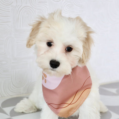 Pongo -Available Now