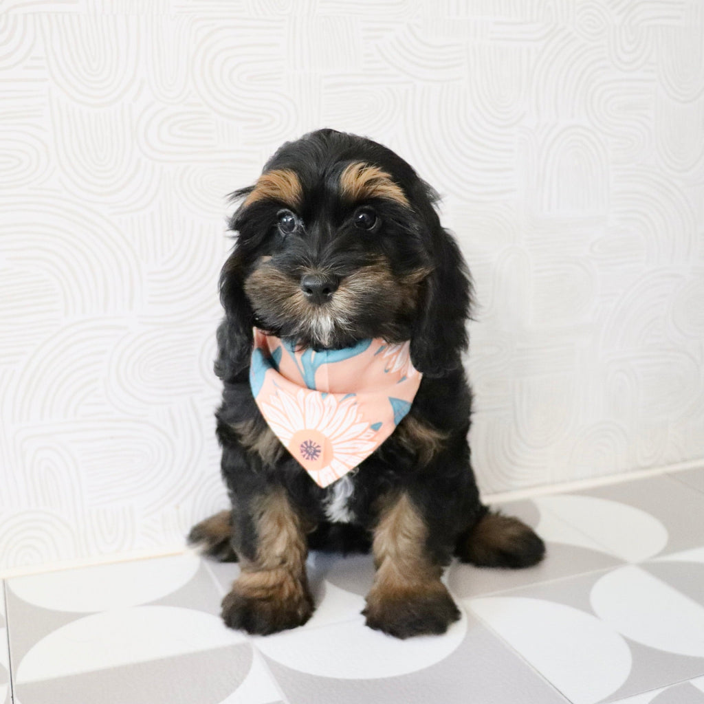 Primrose - Available Now