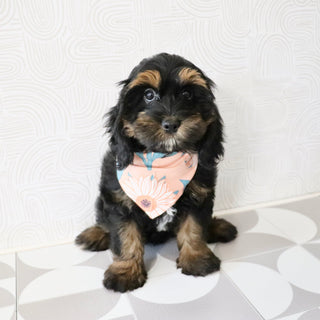 Primrose - Available Now
