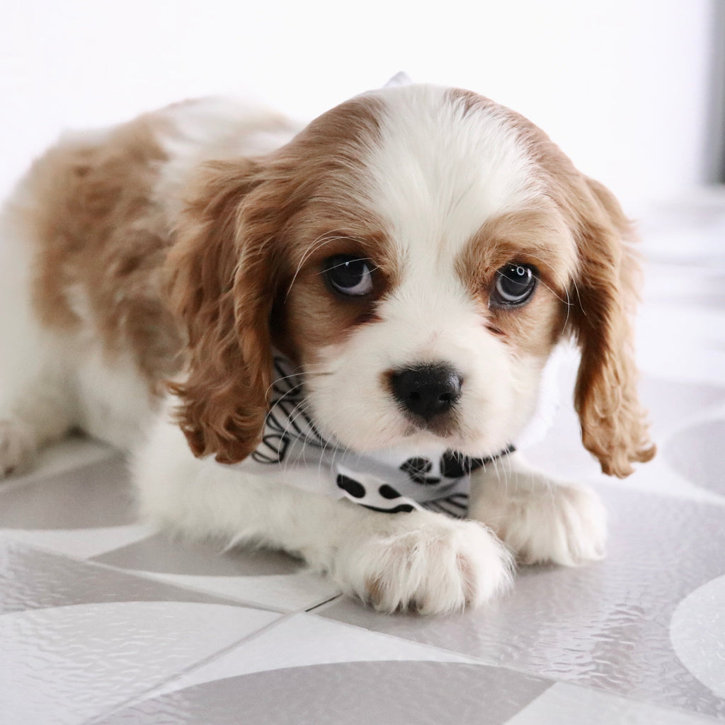 Jerry - Available Now