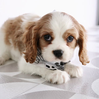 Jerry - Available Now