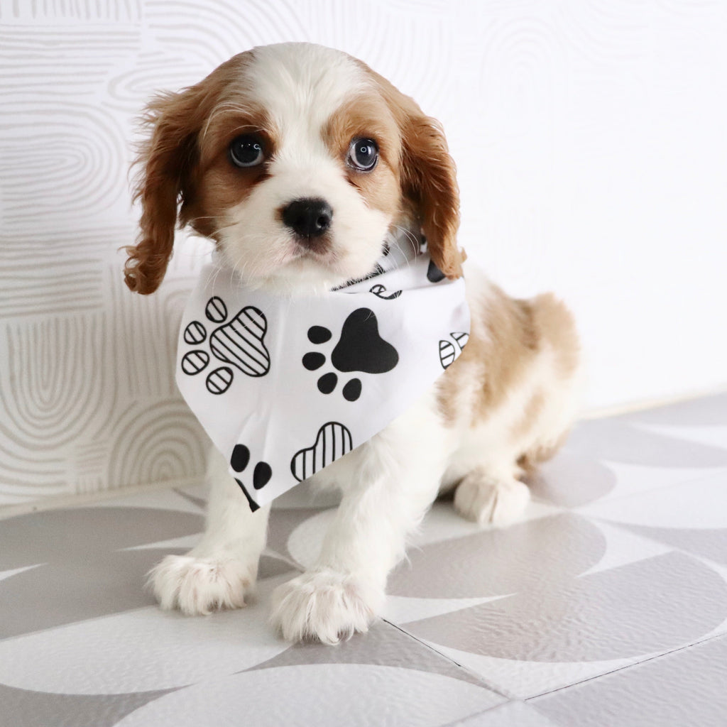 Larry - Available Now