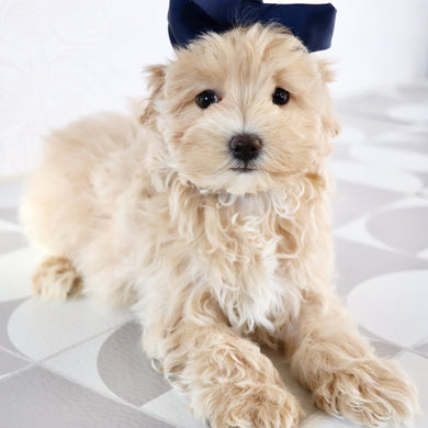 Lorena - Available Now