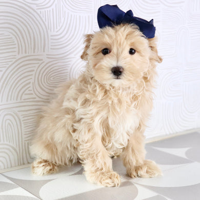 Lorena - Available Now