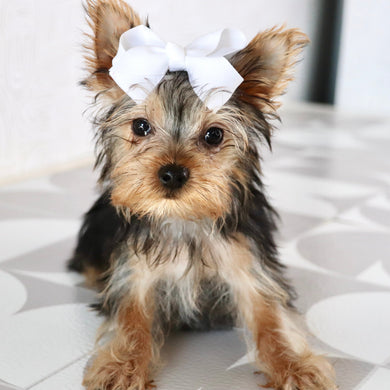 Blossom - Available Now