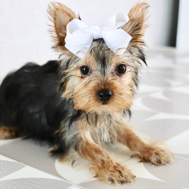 Blossom - Available Now