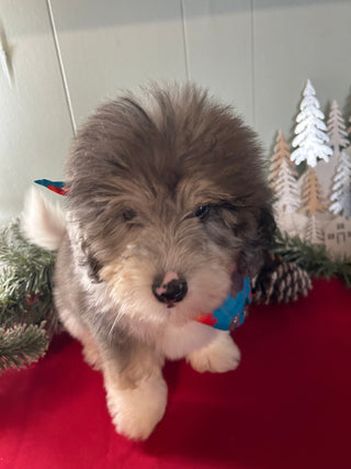 Oswald *PRE-TRAINED* - Available Now