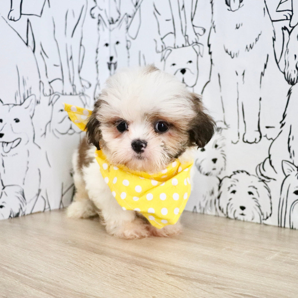 Chester - Available Now