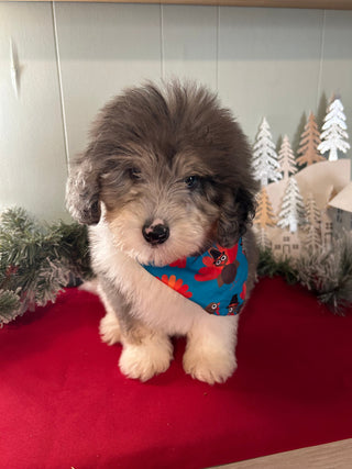 Oswald *PRE-TRAINED* - Available Now