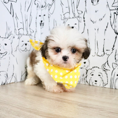 Chester - Available Now