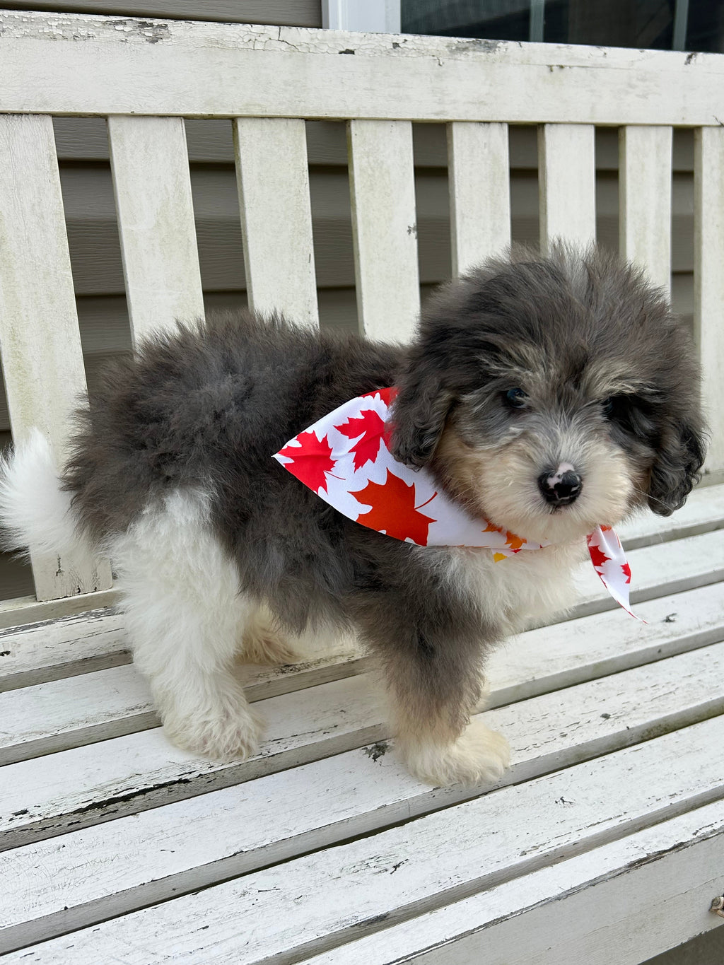 Oswald *PRE-TRAINED* - Available Now