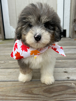 Oswald *PRE-TRAINED* - Available Now