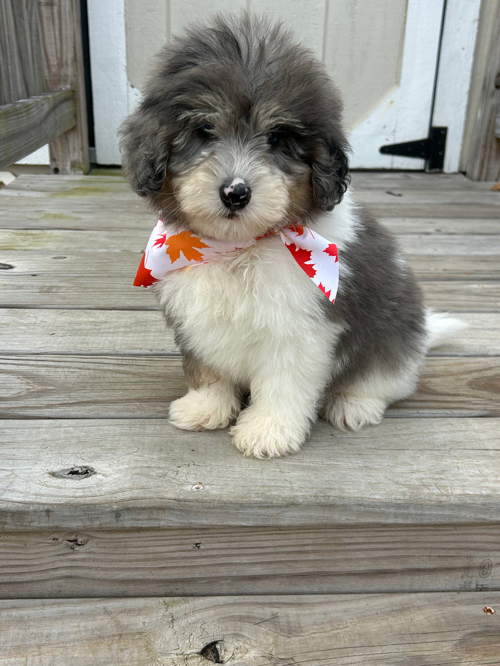 Oswald *PRE-TRAINED* - Available Now