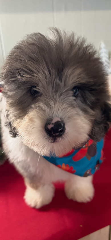 Oswald *PRE-TRAINED* - Available Now