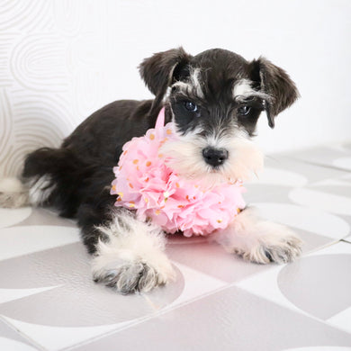 Jessica - Available Now