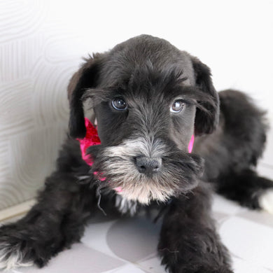 Snowflake - Available Now