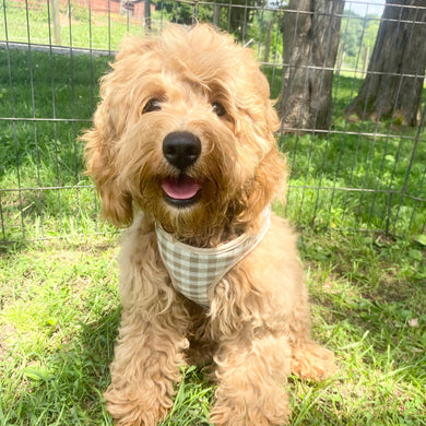 Finn *PRE-TRAINED* -  Available Now
