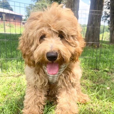 Finn *PRE-TRAINED* -  Available Now