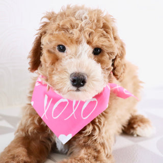 Theo - Available Now