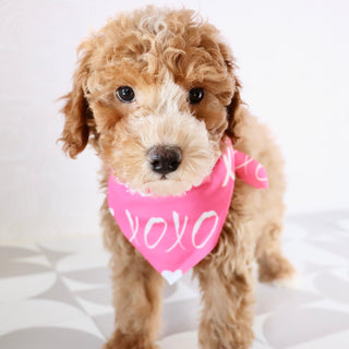 Theo - Available Now