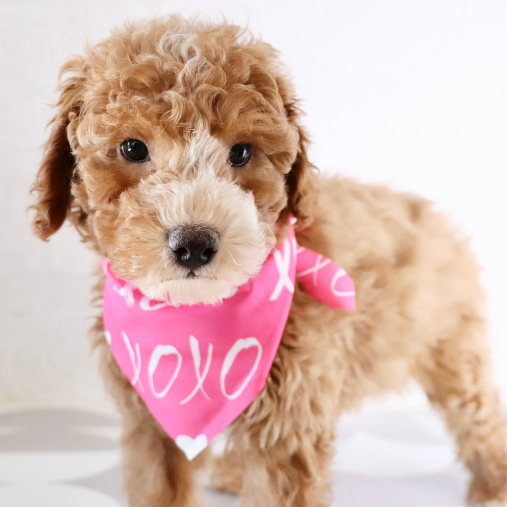 Theo - Available Now