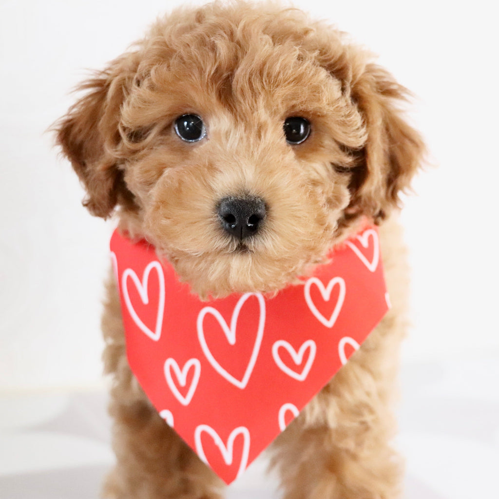 Terry - Available Now