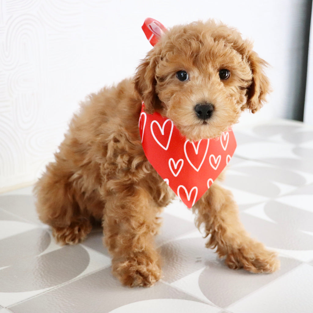 Terry - Available Now