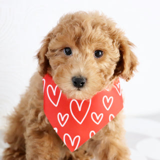 Terry - Available Now