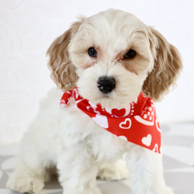 Oxford - Available Now