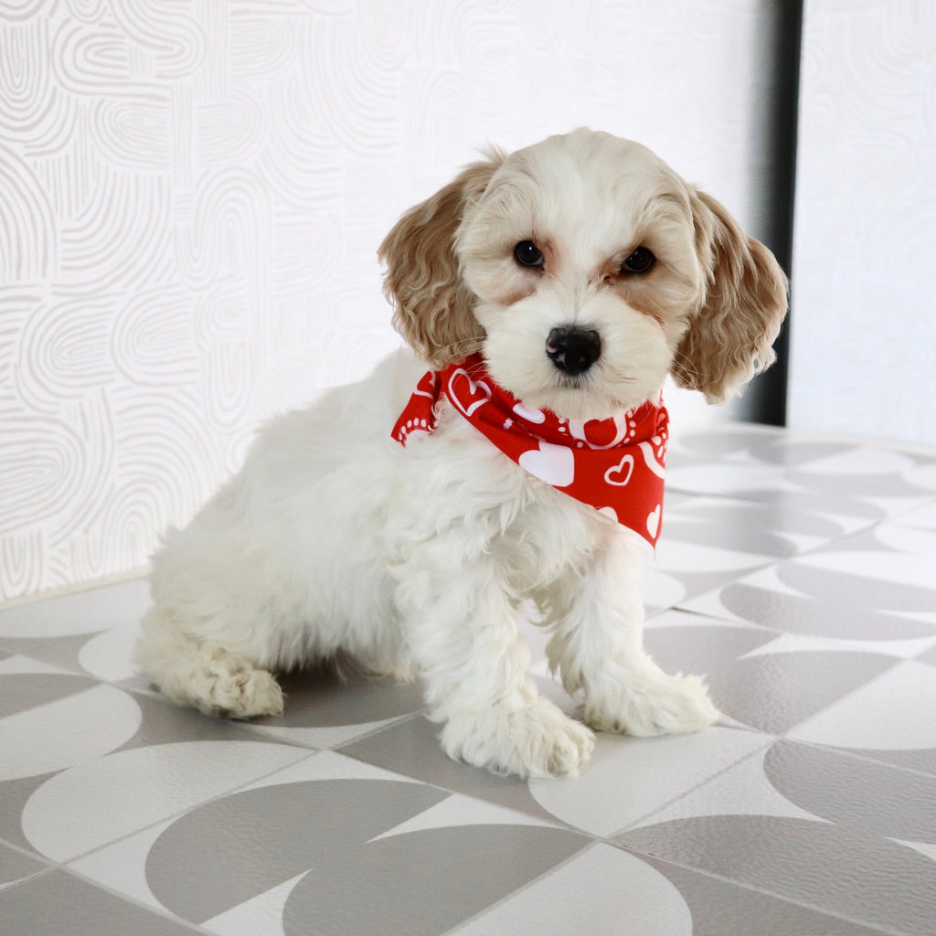 Oxford - Available Now