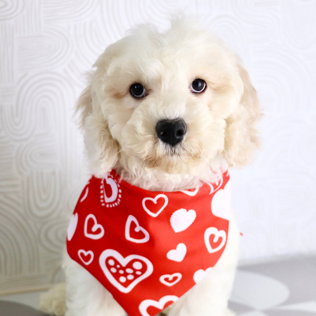 Quaker - Available Now