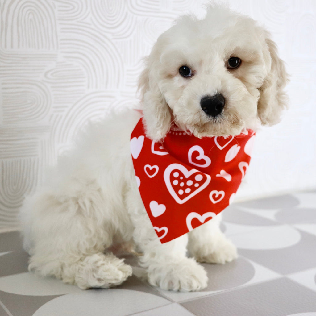 Quaker - Available Now