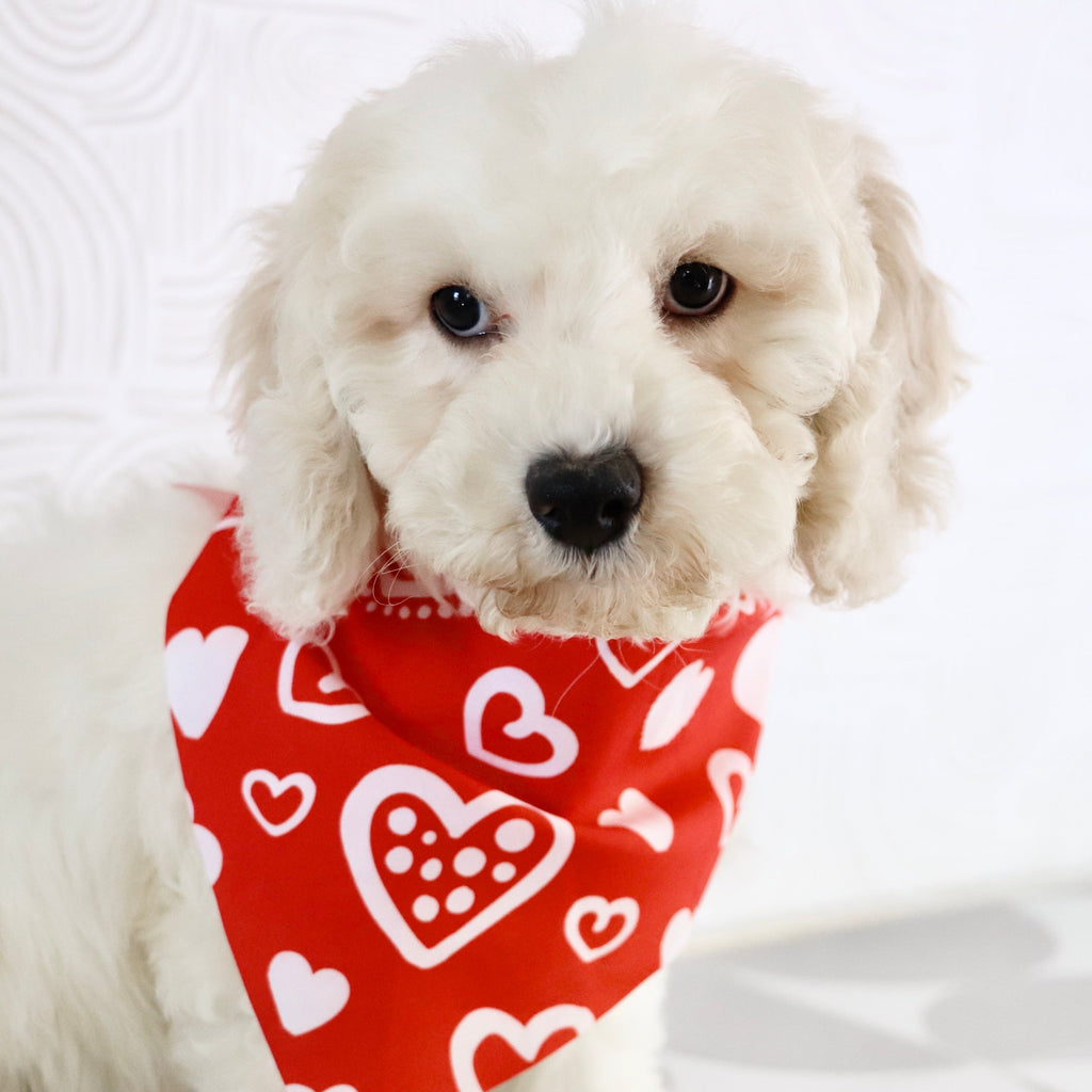 Quaker - Available Now